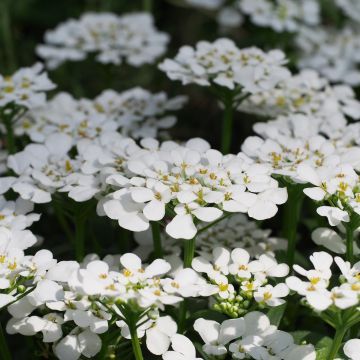 Iberis Masterpiece - Thlaspi, Corbeille d'argent
