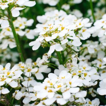 Iberis sempervirens Appen-Etz - Corbeille d'argent