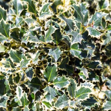 Ilex aquifolium Silver Queen - Houx panaché