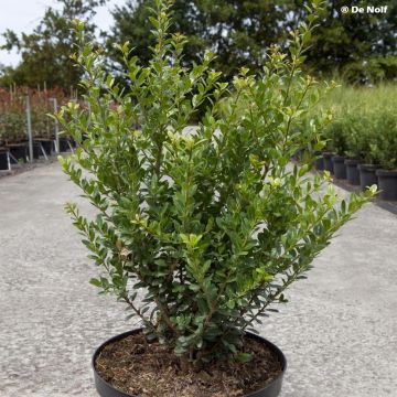 Ilex crenata Caroline Upright - Houx crénelé