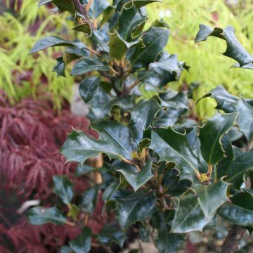 Houx américain - Ilex meserveae Blue Angel