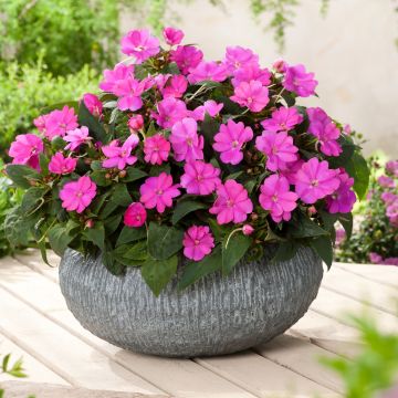 Impatiens Sunpatiens compact Lilas