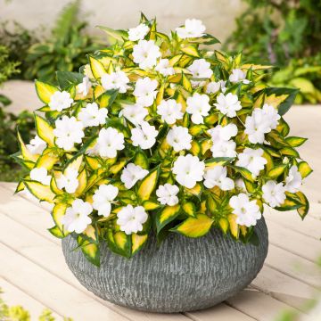 Impatiens SunPatiens Vigorous White Variegated - Impatience blanche à feuillage panaché.