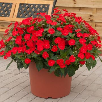 Impatiens Sunpatiens Vigorous Scarlet Mini-mottes