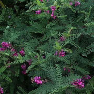 Indigofera heterantha (gerardiana) - Indigotier rose