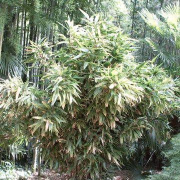 Indocalamus latifolius - Bambou nain