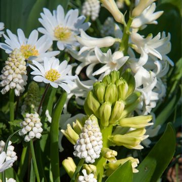 Inspiration petits bulbes de printemps à floraison blanche