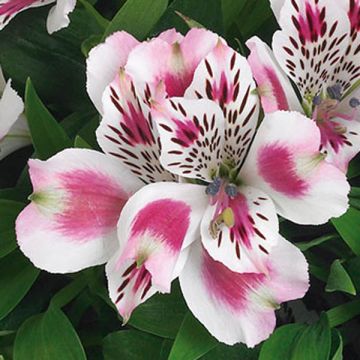 Alstroemeria Inticancha White Pink Blush - Lis des Incas