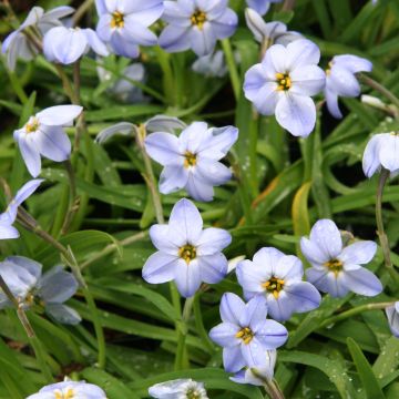 Ipheion Rolf Fiedler