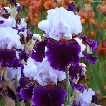 Iris Germanica Magnétisme - Iris des Jardins