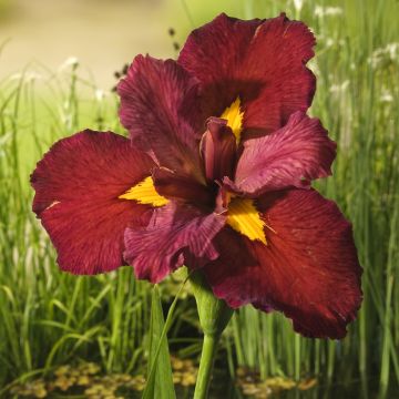 Iris de Sibérie - Iris sibirica Blue King
