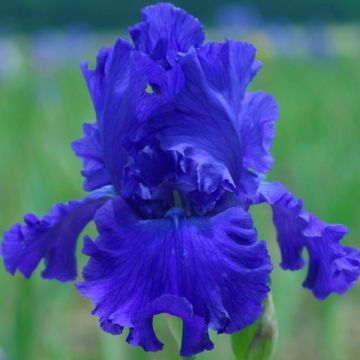 Iris germanica Blue Crusader