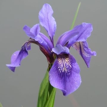 Iris bulleyana