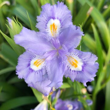 Iris confusa Martyn Rix - Iris bambou