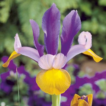 Iris de Hollande Frans Hals - Iris hollandica