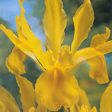Iris de Hollande Golden Harvest - Iris hollandica