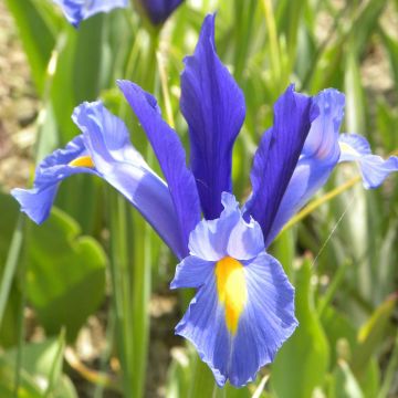 Iris de Hollande Sapphire Beauty