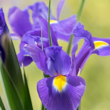Iris de Hollande Sapphire Beauty