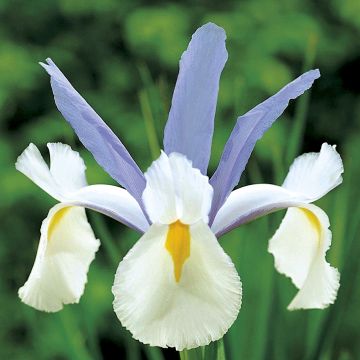 Iris de Hollande Silvery Beauty - Iris (x) hollandica