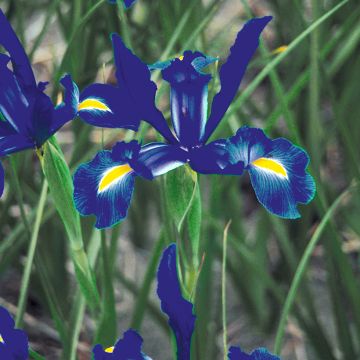 Iris de Hollande Telstar - Iris hollandica