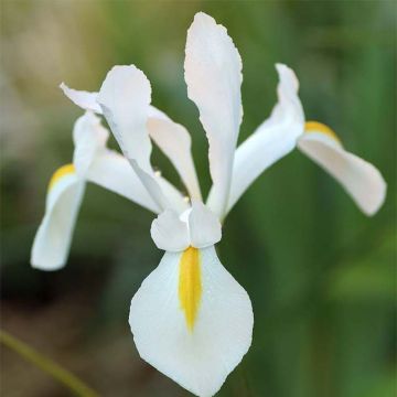 Iris de Hollande White Excelsior