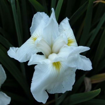 Iris du Japon - Iris ensata Comtesse de Paris