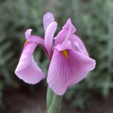 Iris du Japon - Iris ensata Darling