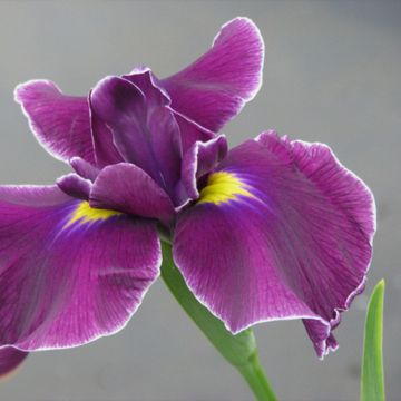 Iris du Japon - Iris ensata Japanese Pinwheel 