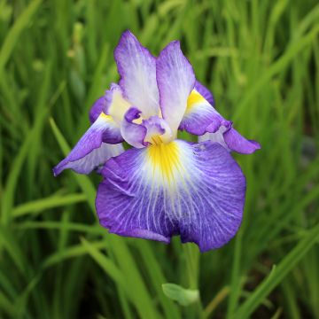 Iris du Japon - Iris ensata Ocean Mist