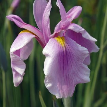 Iris du Japon - Iris ensata Rose Queen