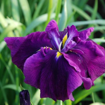 Iris du Japon - Iris ensata Royal Banner