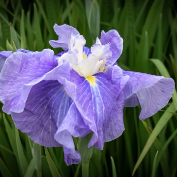 Iris du Japon - Iris ensata Sugar Dome
