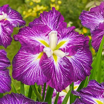 Iris du Japon - Iris ensata Dinner Plate Tiramisu