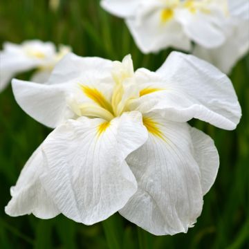 Iris du Japon - Iris ensata White Ladies