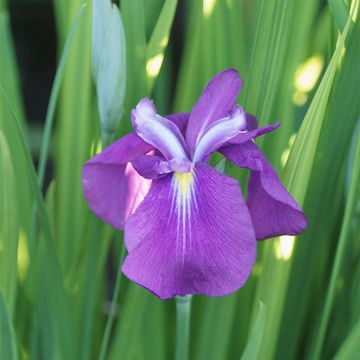 Iris du Japon - Iris ensata Yezo Nishiki