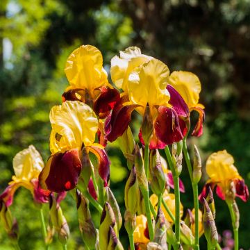 Iris germanica Accent Variegata - Iris des Jardins
