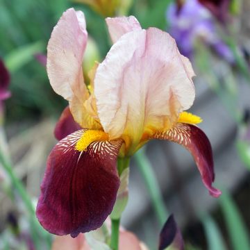 Iris germanica Agrippa - Iris des Jardins