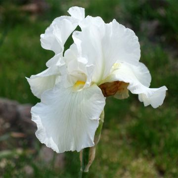Iris germanica America's Cup - Iris des Jardins