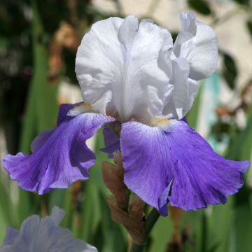 Iris germanica Arpège - Iris des Jardins
