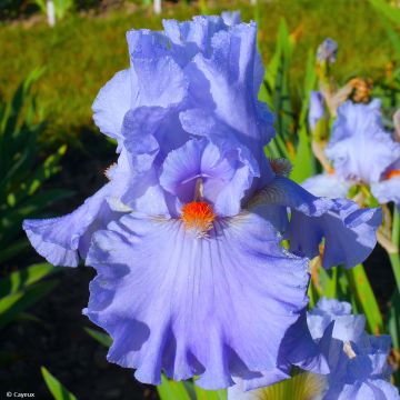 Iris germanica Baie des Anges - Iris des Jardins