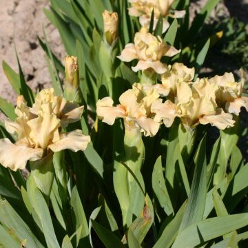 Iris germanica Ballet Lesson - Iris des Jardins Lilliput