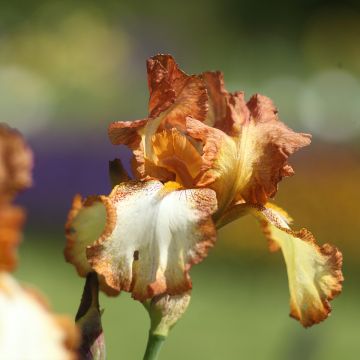 Iris germanica Belvi Queen - Iris des Jardins remontant