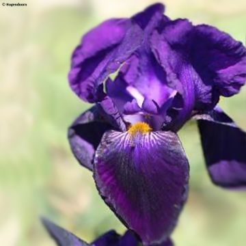 Iris germanica Bishop's Robe - Iris des Jardins