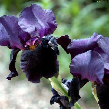 Iris germanica Black Dragon - Iris des Jardins