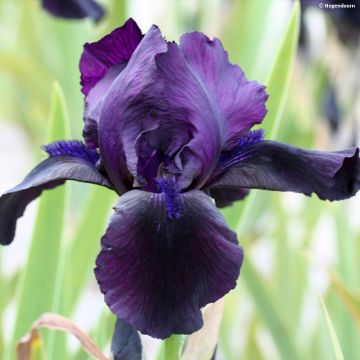 Iris germanica Black Watch - Iris des Jardins intermédiaire