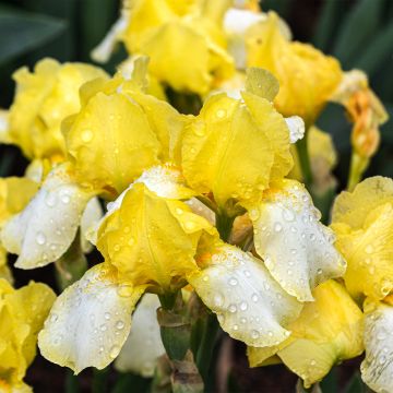 Iris germanica Blessed Again - Iris des Jardins intermédiaire remontant