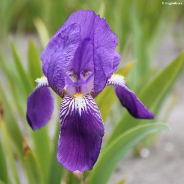 Iris germanica Blue Rhythm - Iris des Jardins