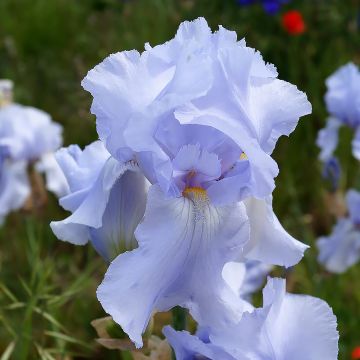 Iris germanica Blue Sapphire - Iris des Jardins