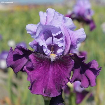 Iris germanica Bluebird Wine - Iris des Jardins