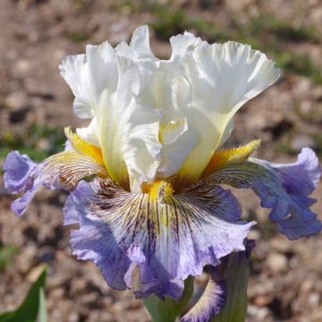 Iris germanica Brin de Folie - Iris des Jardins